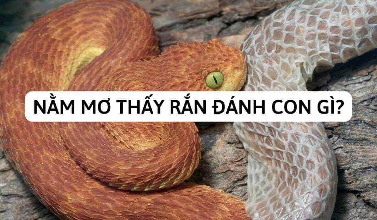 Nằm mơ thấy rắn đánh con gì? Điềm báo gì?